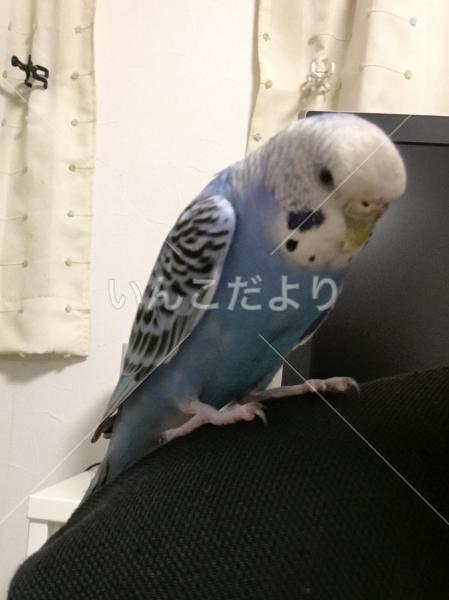 迷い鳥の写真