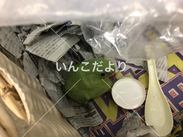 保護鳥の写真