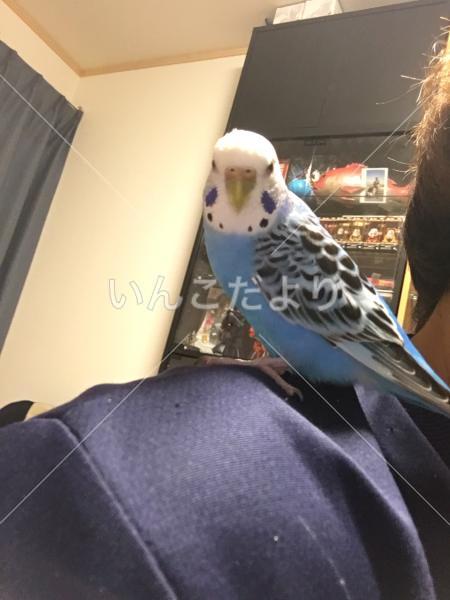 迷い鳥の写真