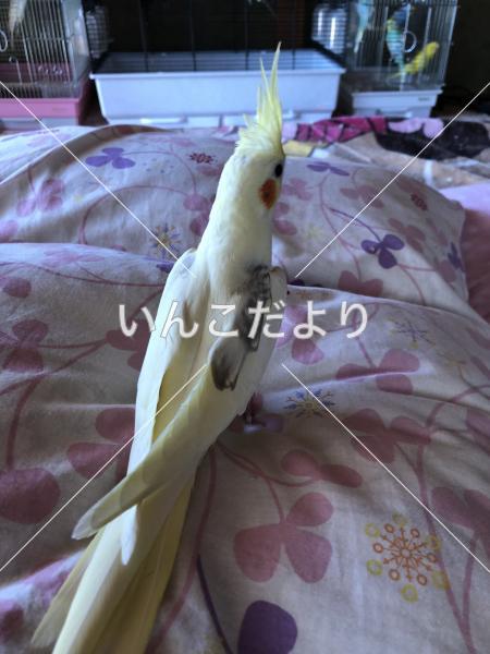 迷い鳥の写真
