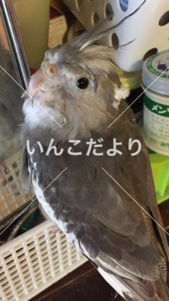 迷い鳥の写真