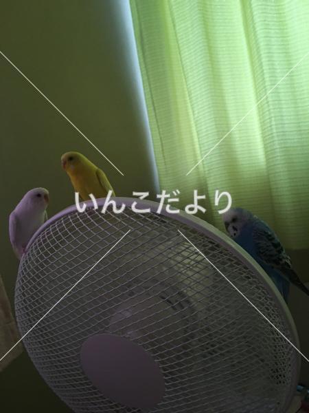 迷い鳥の写真