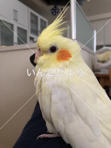 迷い鳥の写真