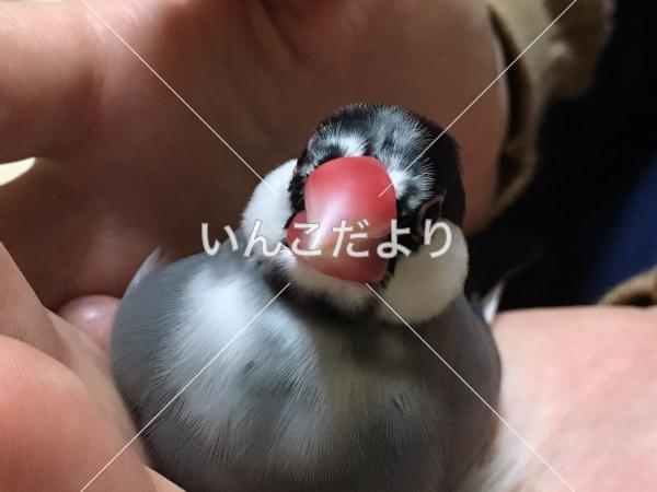 迷い鳥の写真