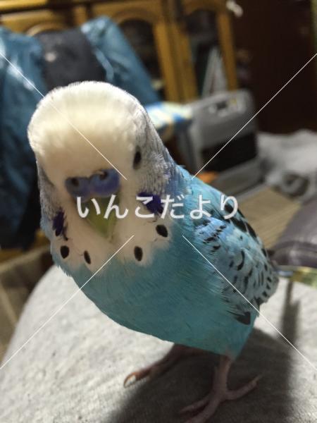 迷い鳥の写真