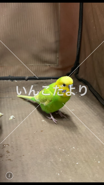保護鳥の写真