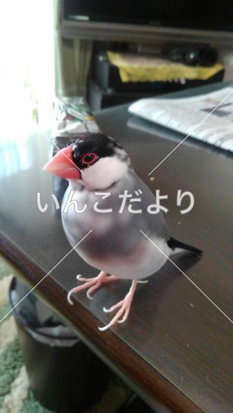 迷い鳥の写真