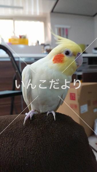 迷い鳥の写真
