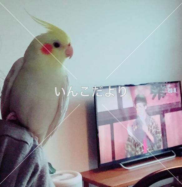 迷い鳥の写真