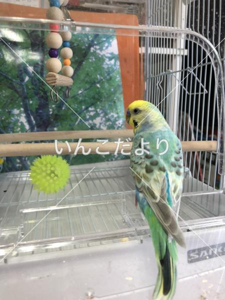 迷い鳥の写真