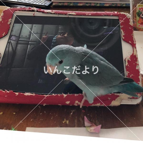 迷い鳥の写真