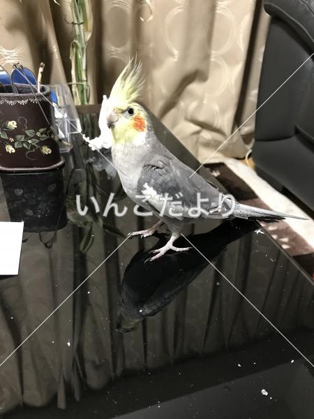 迷い鳥の写真