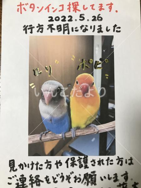 迷い鳥の写真