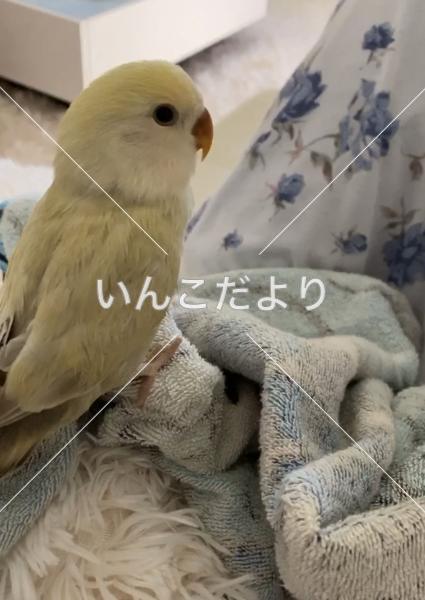 迷い鳥の写真