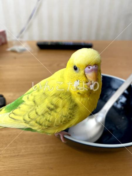 迷い鳥の写真