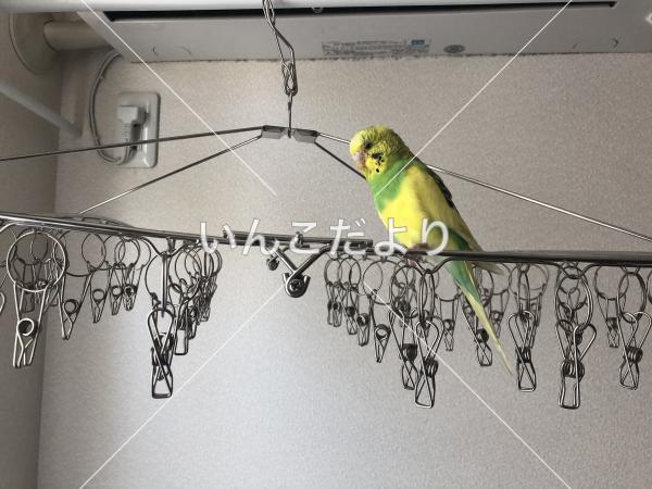 保護鳥の写真