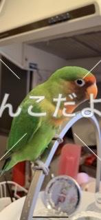 迷い鳥の写真