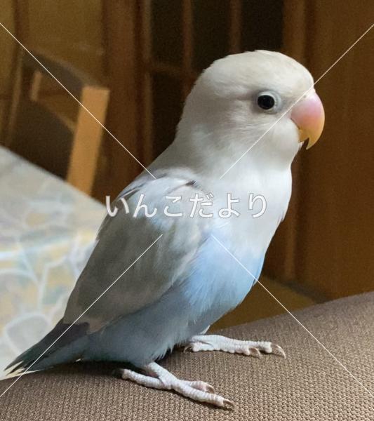 迷い鳥の写真
