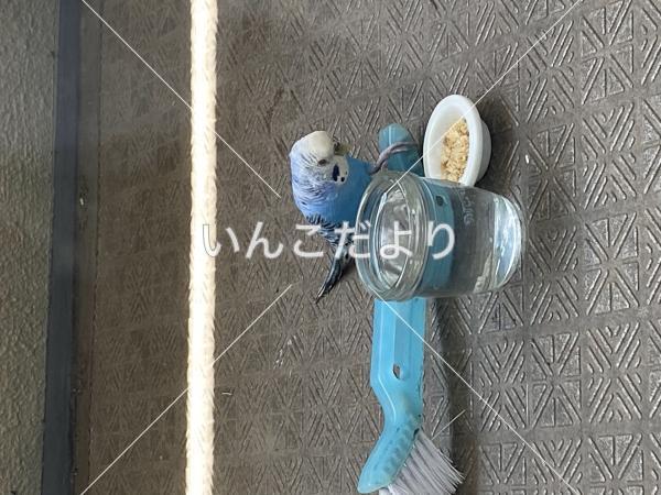 保護鳥の写真