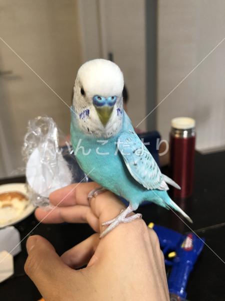 迷い鳥の写真