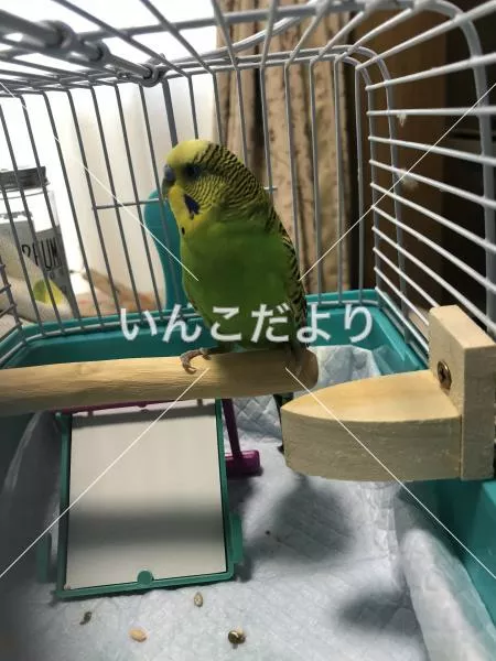 保護鳥の写真