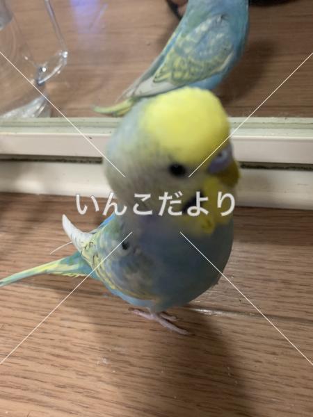 迷い鳥の写真