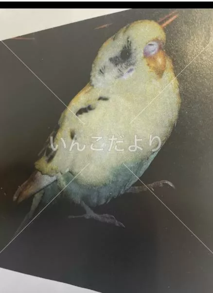 保護鳥の写真