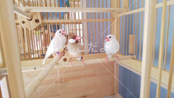 迷い鳥の写真