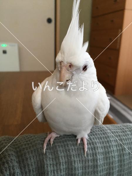 迷い鳥の写真