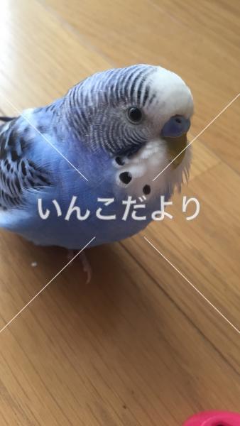 迷い鳥の写真