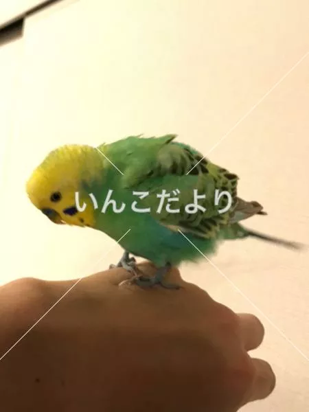 保護鳥の写真