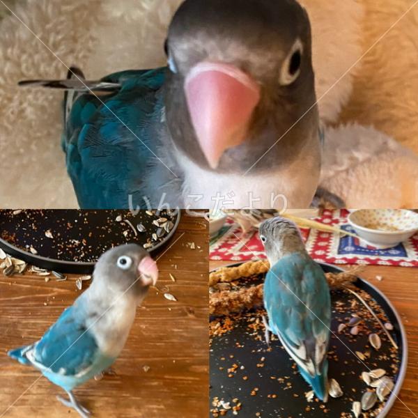 迷い鳥の写真