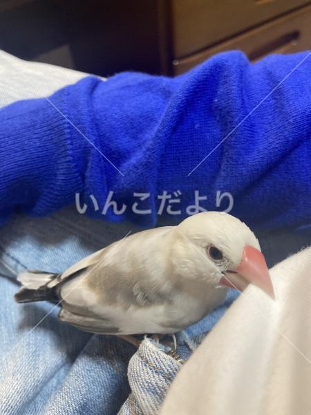 迷い鳥の写真