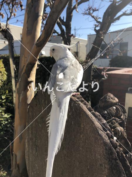 迷い鳥の写真