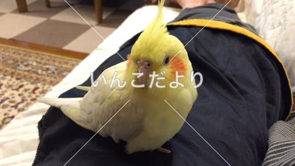 迷い鳥の写真