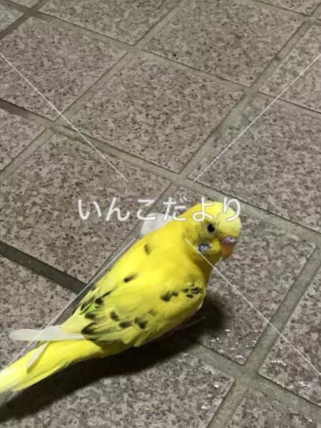 迷い鳥の写真