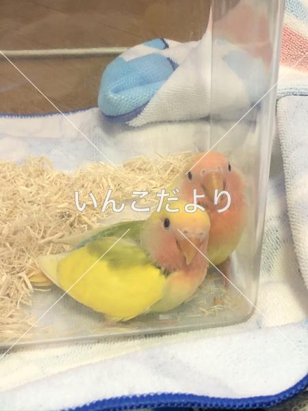 迷い鳥の写真