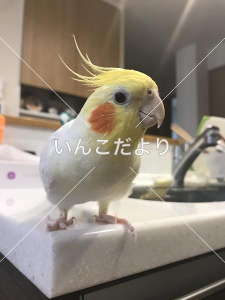 迷い鳥の写真