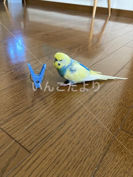 迷い鳥の写真