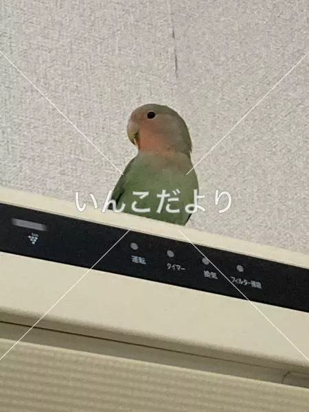 保護鳥の写真