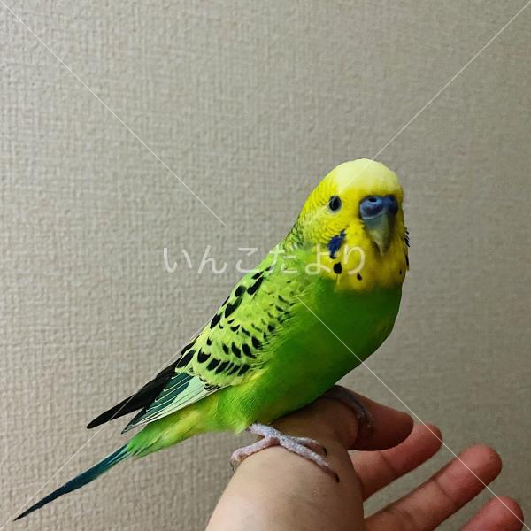 保護鳥の写真