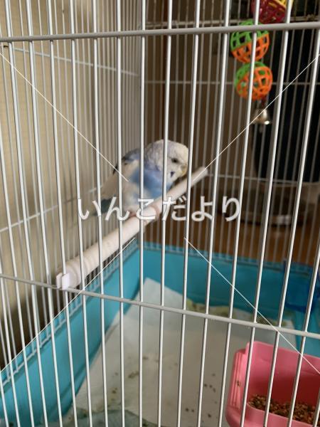 保護鳥の写真