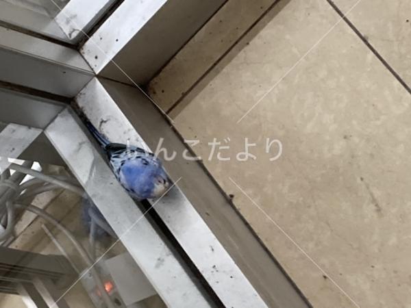 保護鳥の写真
