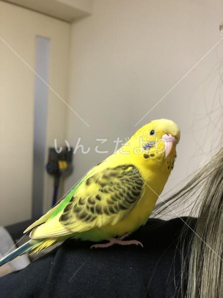 保護鳥の写真