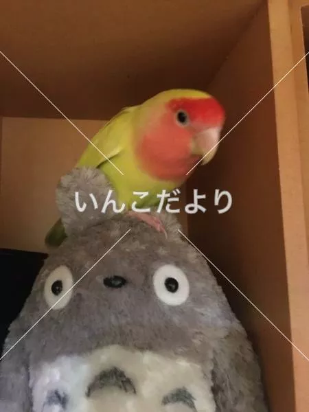 迷い鳥の写真