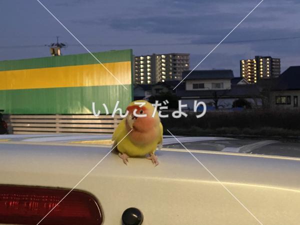 保護鳥の写真