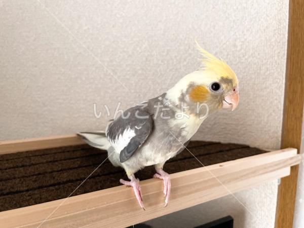 迷い鳥の写真