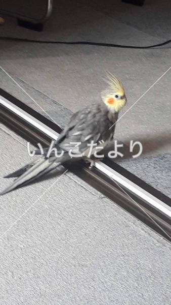 迷い鳥の写真