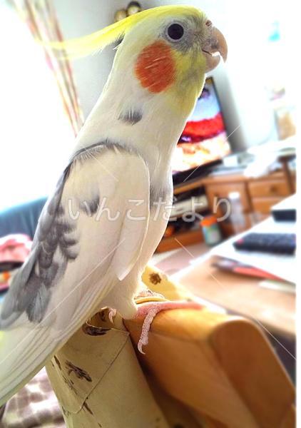 迷い鳥の写真