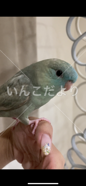 迷い鳥の写真